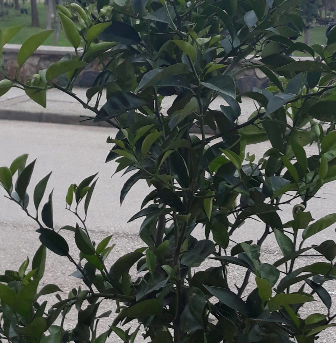 Rıza
