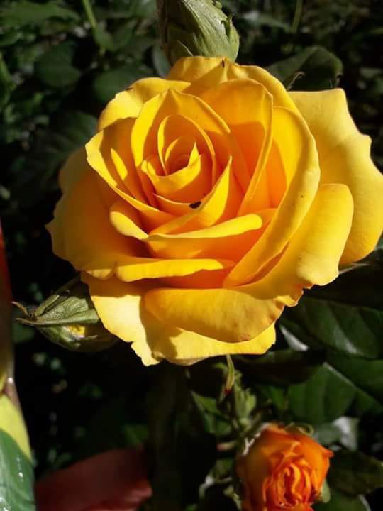 Somnath