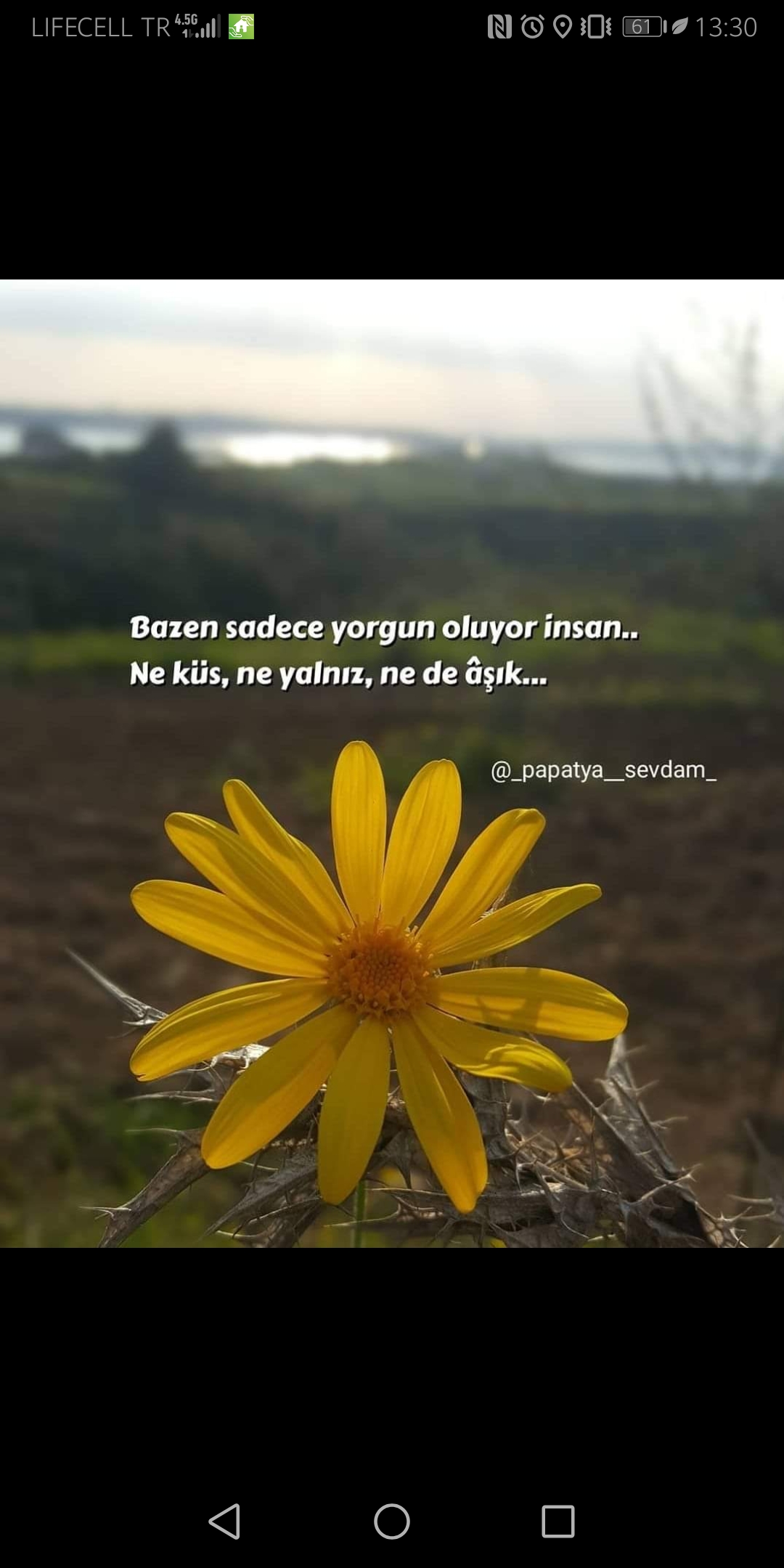 Leyla