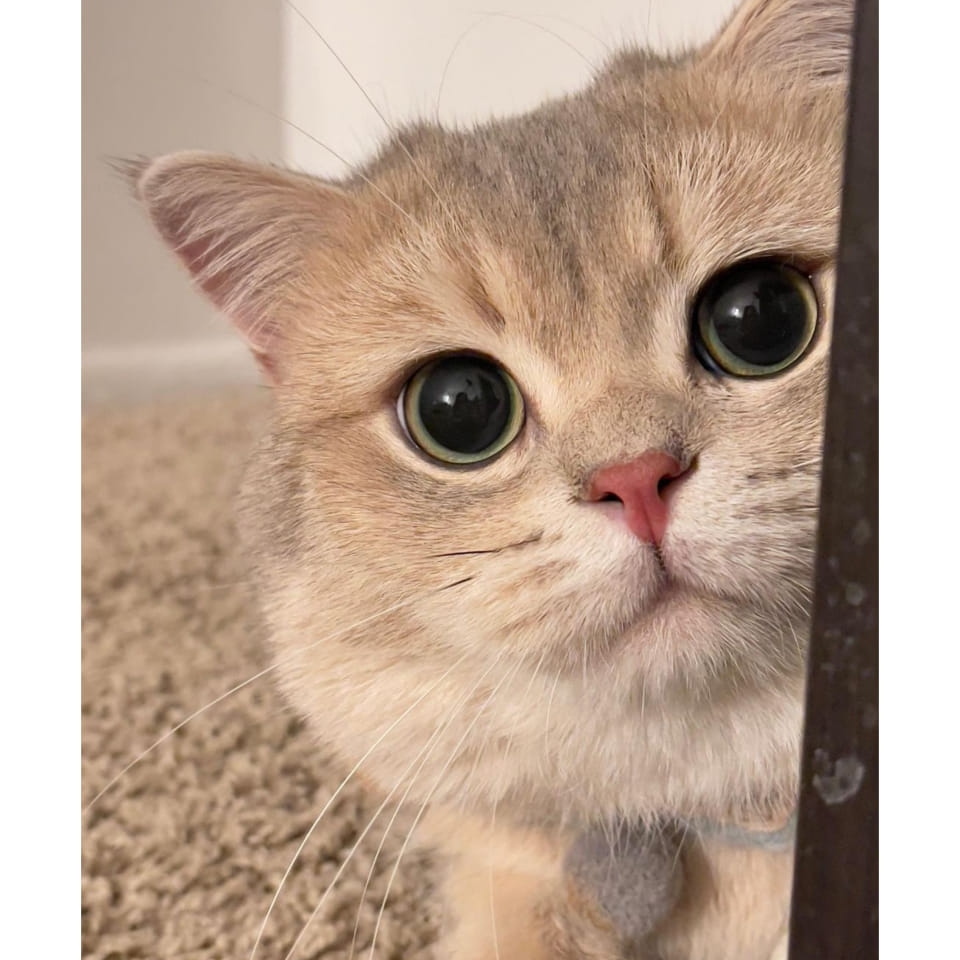 Lila