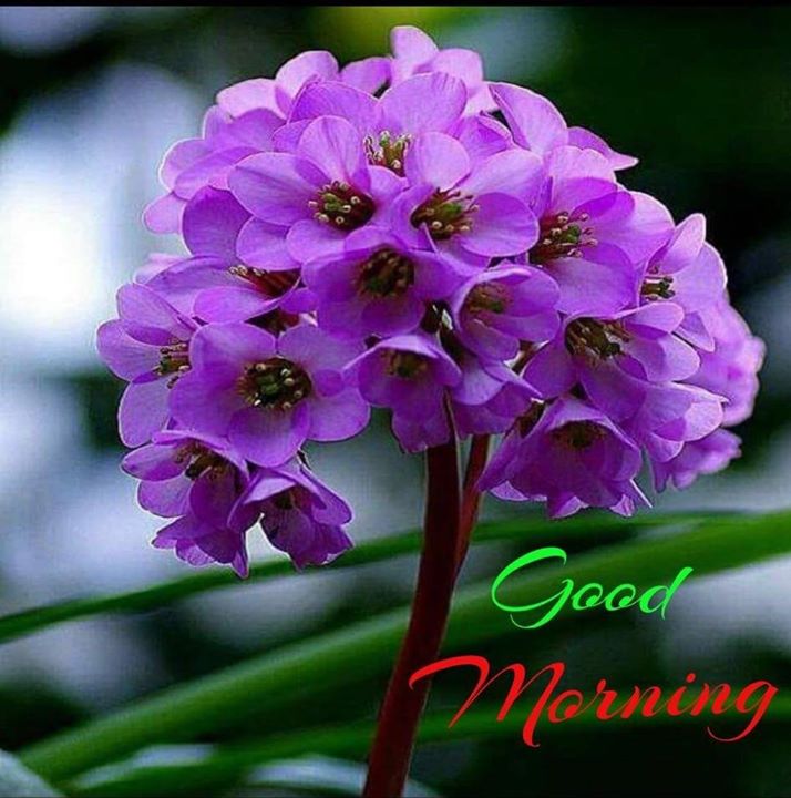Lalit
