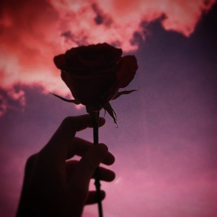 Rosa