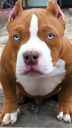 Emoş