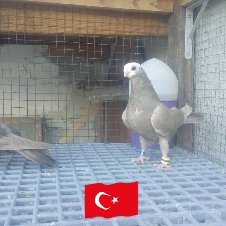 Cüneyt