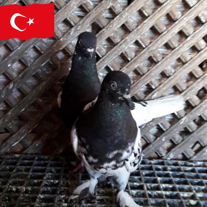 Tevfik