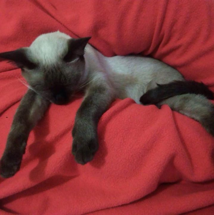 Deniz