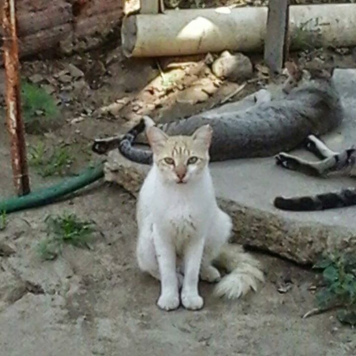 Valmir