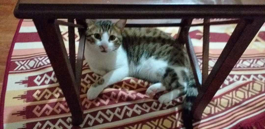 Melek