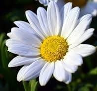Ayse