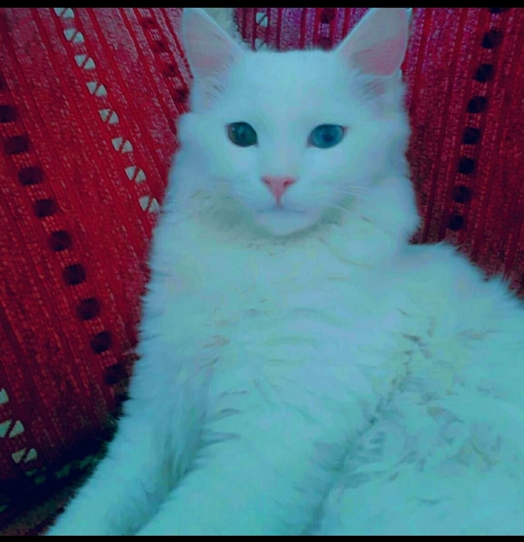 Mustafa