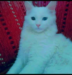 Mustafa