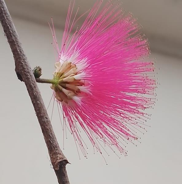 স্বপ্ন
