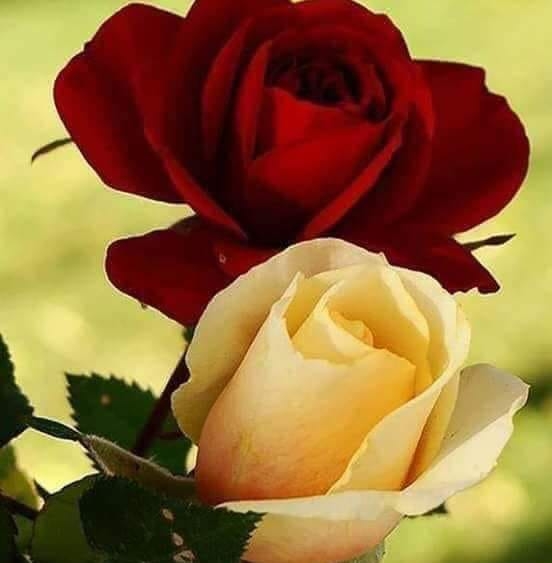 Ozkan