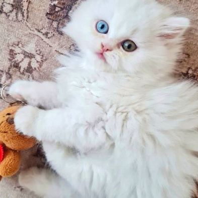 Melis
