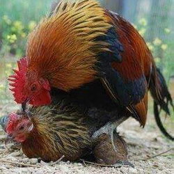 Haluk
