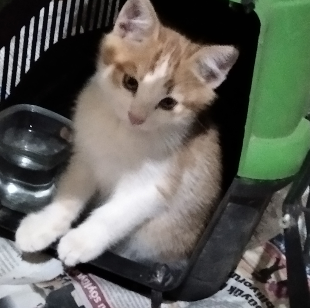 Mustafa
