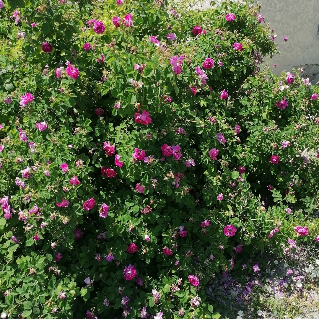 کریمی