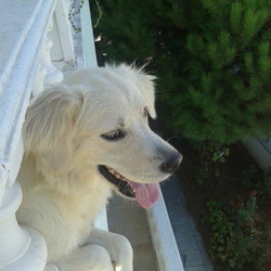 Yasemin