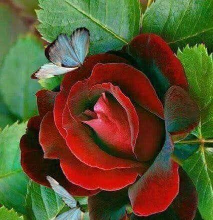 Tahir