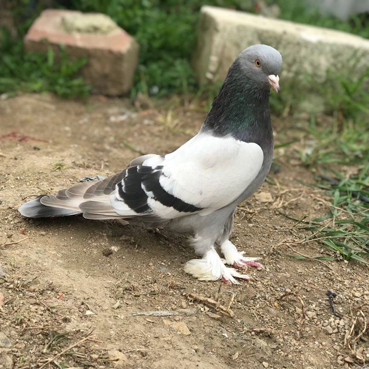 Sökümcü