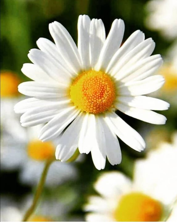 Ayşegül