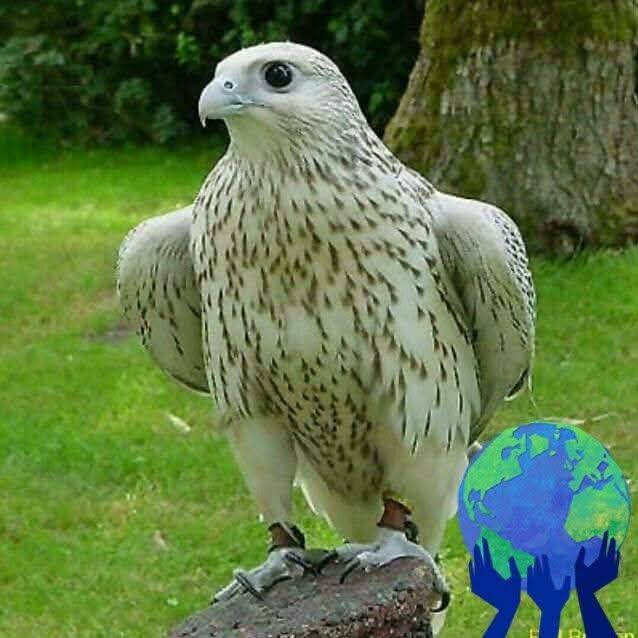 سفير