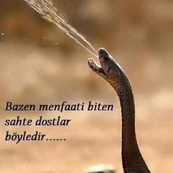 Yasin