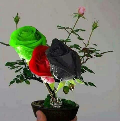 Mohammad