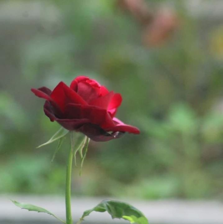 Hafizullah