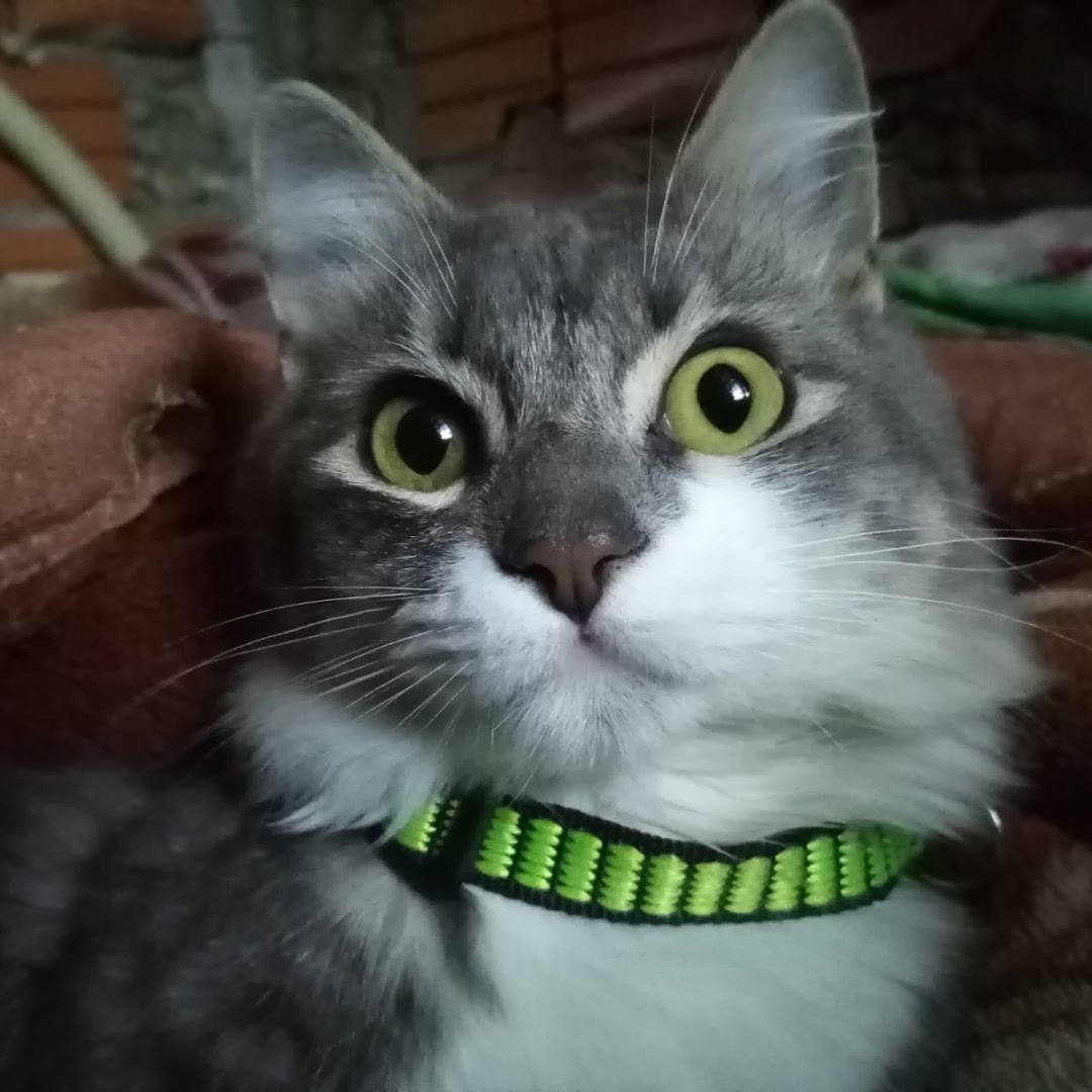 Chuky