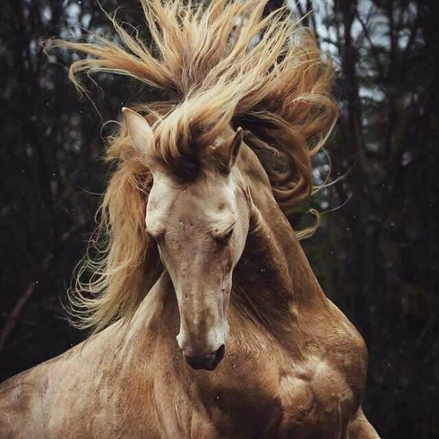Melek