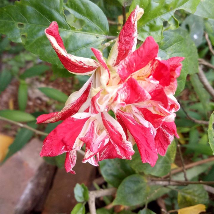 Rajeshkumar