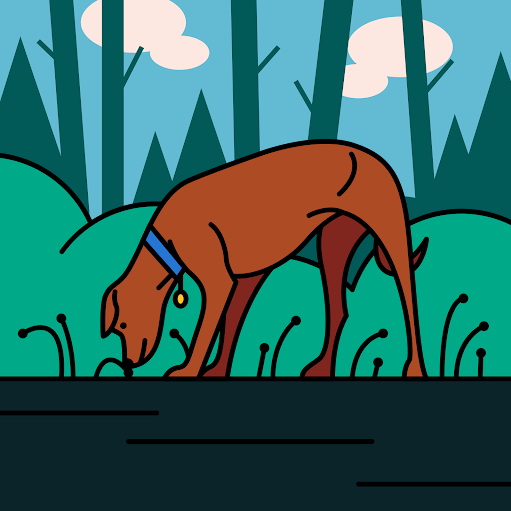 Teddy