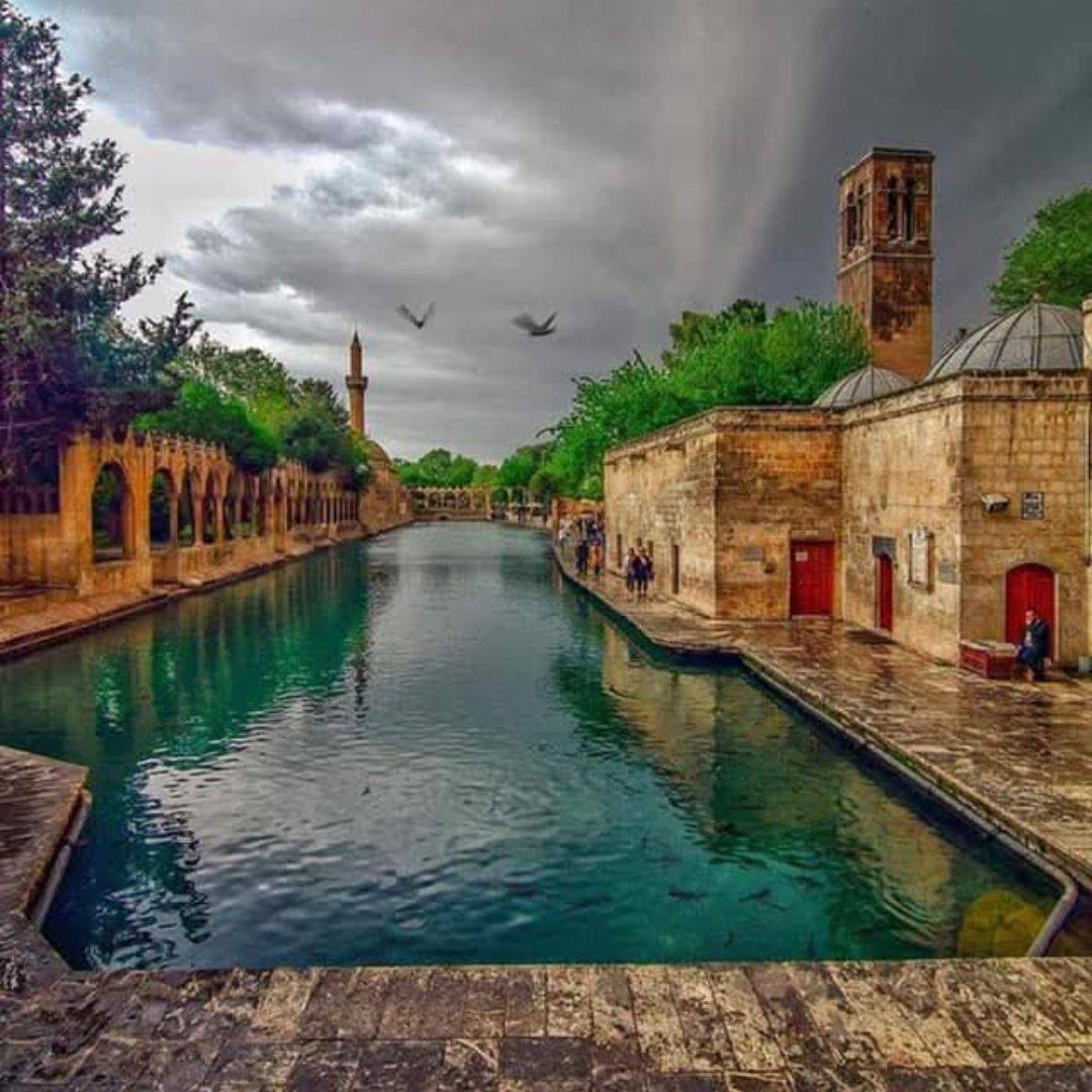 Roza