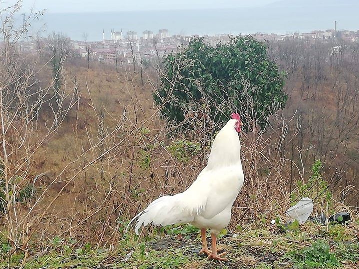 Erol