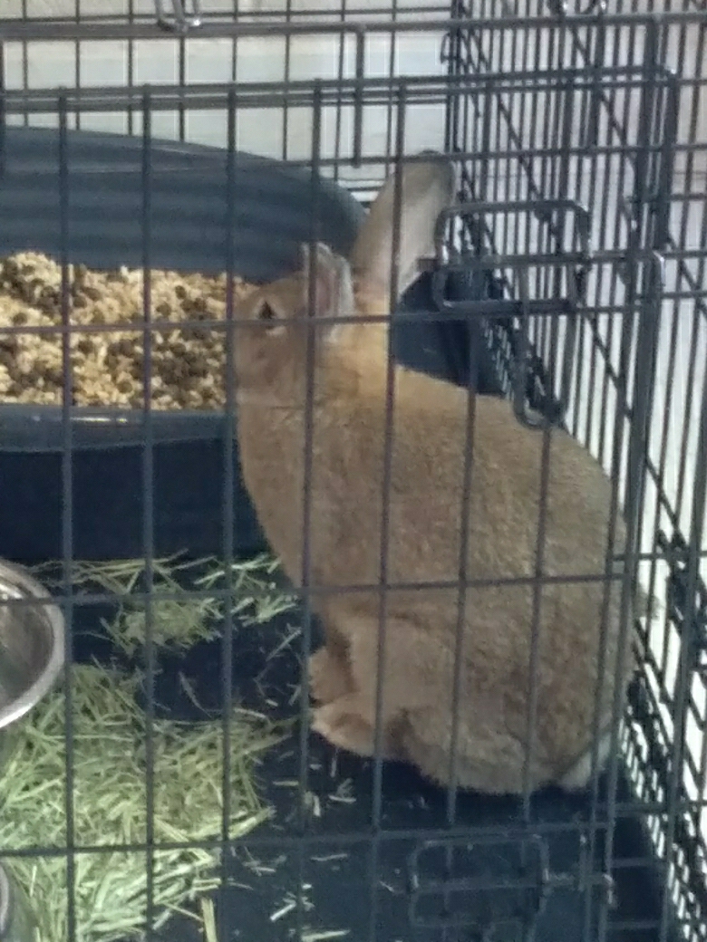 Bennie