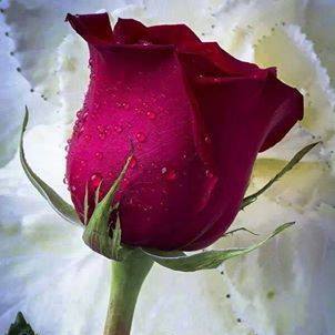 Sibel