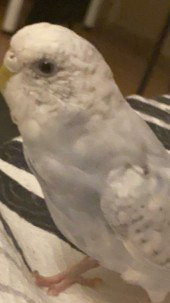 Zeynep