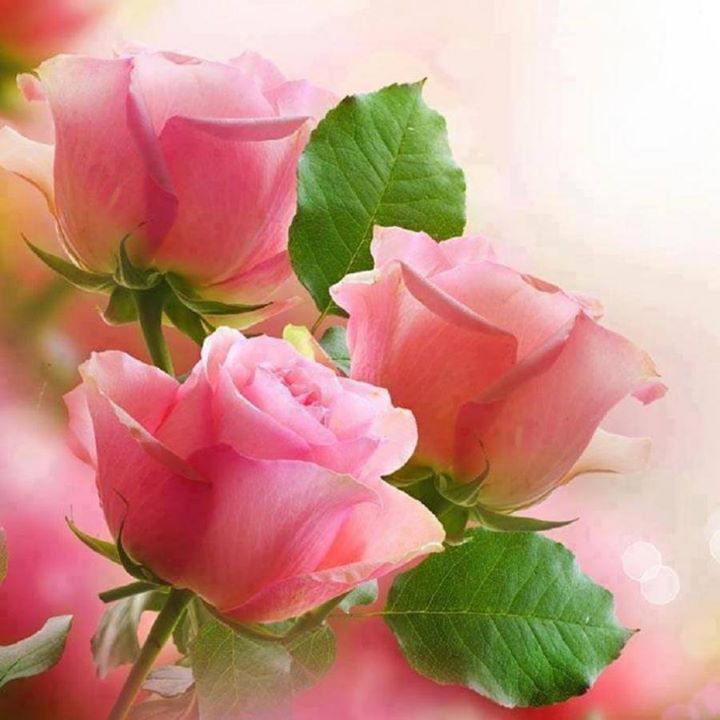 Dilek