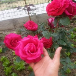 Mehmet