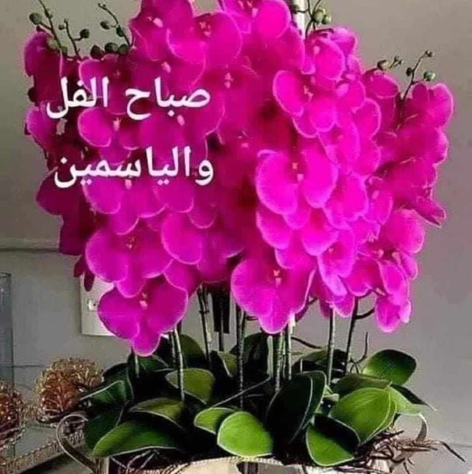 امواج