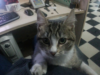 Kemal