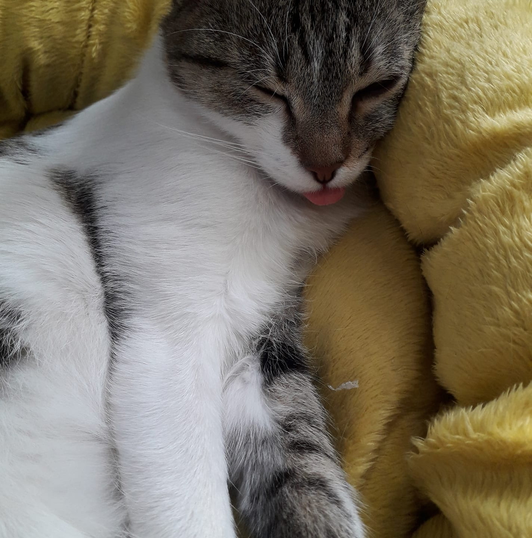 Zülal
