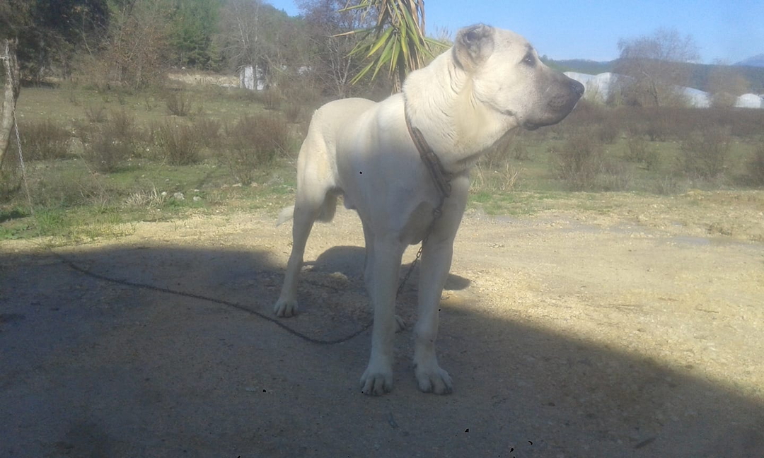 Mehmet