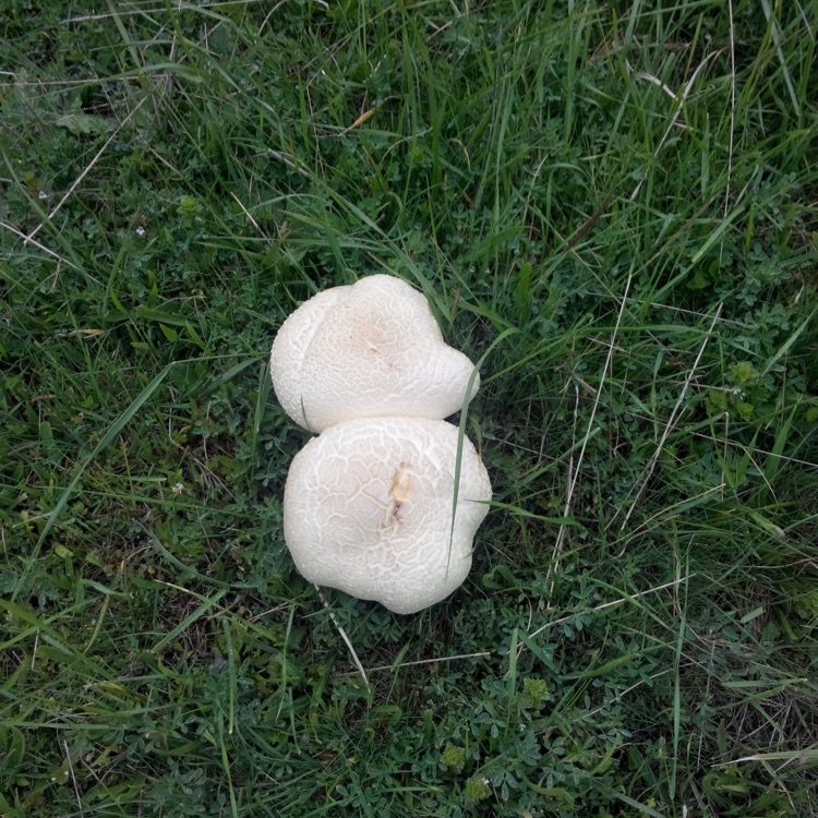 Oğuz