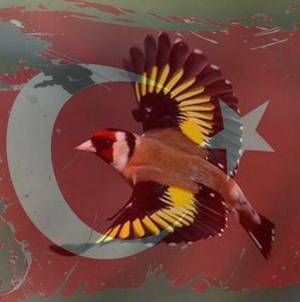 Metin