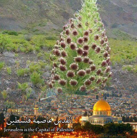 Zeyyat