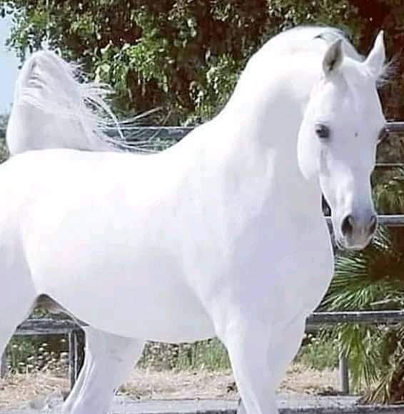 Dadaş