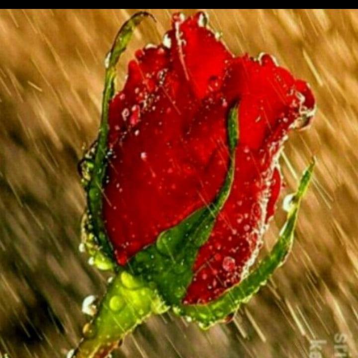 Govind