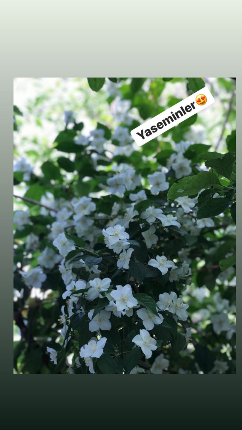 Yasemin